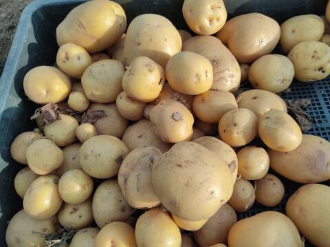 🥔🥕🧅届いたその日からごちそう｜カレー・シチュー野菜セット合計約6kg｜旬のじゃがいも・玉ねぎ・にんじん｜農薬・化成肥料不使用🥔🥕🧅