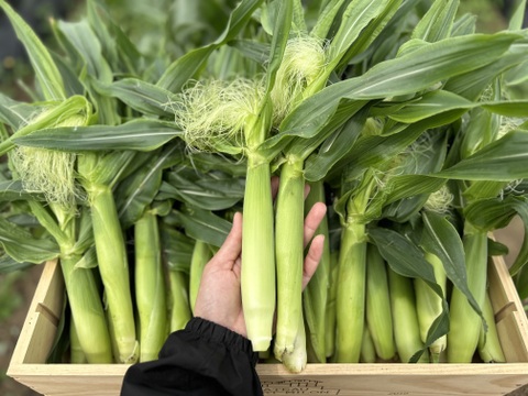 ヤングコーン30本入り