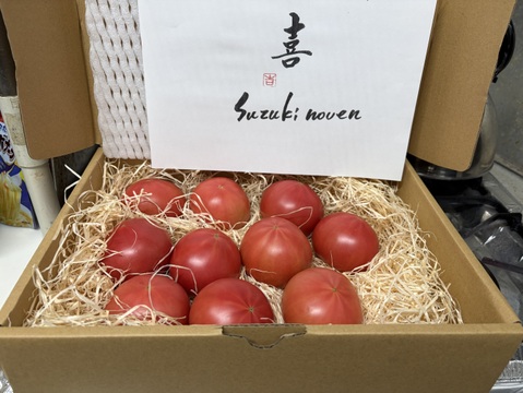 🍅トマト好きが思わず唸る🍅ギリギリまで完熟させた甘い朝どれ濃厚大玉の潮風ミネラルトマト100年の伝統が生んだ奇跡の結晶『渥美半島ブランド』【7月上旬予約】
