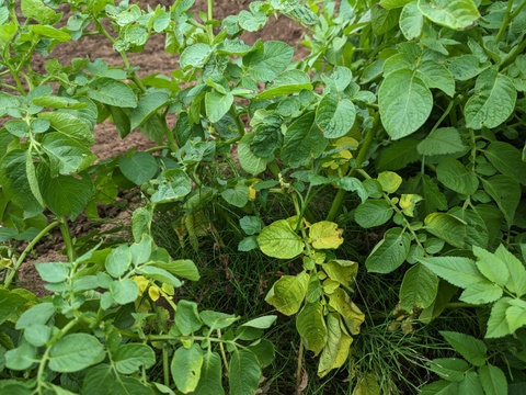 ポテサラに最適！甘みとコクのホクホクじゃが芋＊デジマ（2kg）【栽培期間中　農薬不使用】