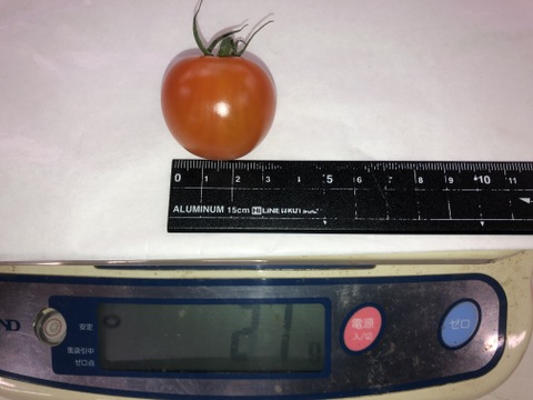 【3㎏商品です。】【サイズ２L以上（20～30g前後）】げんき赤ミニトマト