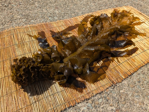 【希少！天然物！】山陰産「生１本ワカメ」※めかぶ・茎 付き　1kg