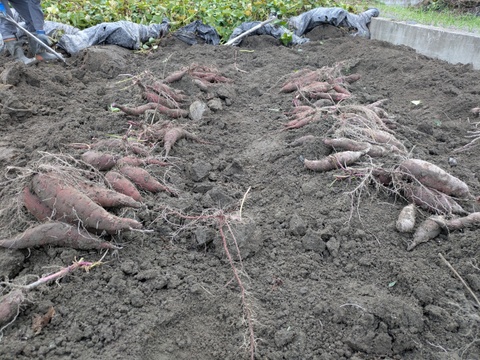 【季節限定】鮮やかな紫色！紫芋（あやむらさき）4.9kg