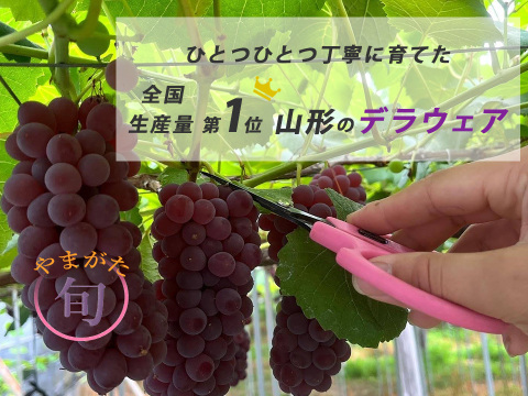 【山形】ジューシー！深い甘味！ 王道デラウェア 2kg(12～16房）贈答用 ギフト ご家庭用 お子様にも喜ばれます♪  ◎クール便◎