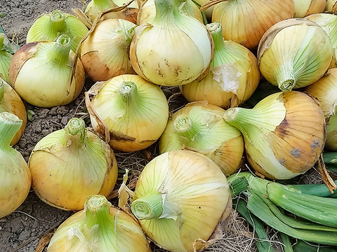 【M玉2.5kg】 淡路島産 新たまねぎ 兵庫県認証食品 ひょうご安心ブランド レシピ付き！ 南あわじ市 ご家庭用 サラダ 玉ねぎ Mサイズ