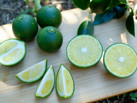 屋久島の新しい調味料「青切り塩たんかん」 柑橘の香りが食欲をそそります。（6個・箱なしエコ包装）