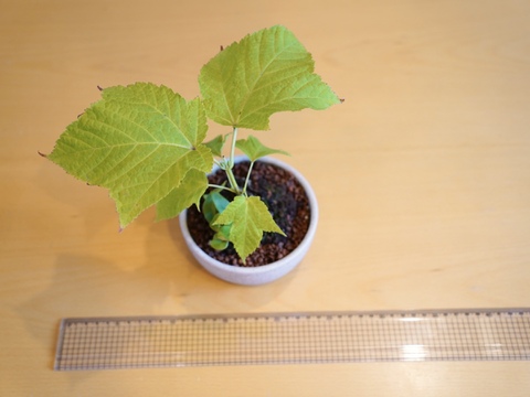 ミニ盆栽【ウリハダカエデ×白陶器】高さ25cm×横25cm