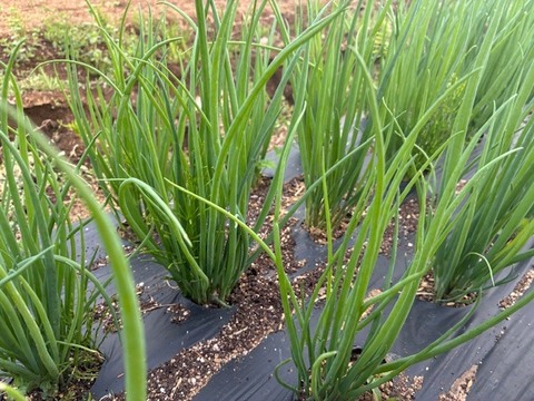 【固定種】『葉ネギ(下仁田ネギver)』(たっぷり800g)