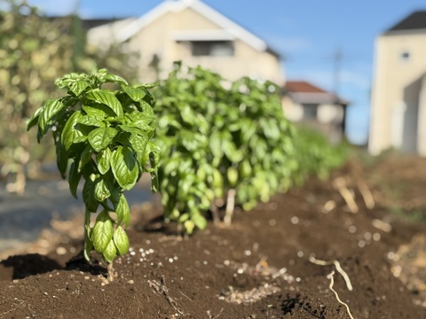 【新鮮！】農薬不使用、化学肥料不使用 バジル 100g【冬ギフト】