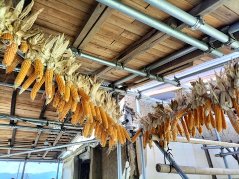 【自然栽培】甲州とうもろこしの粒　500g