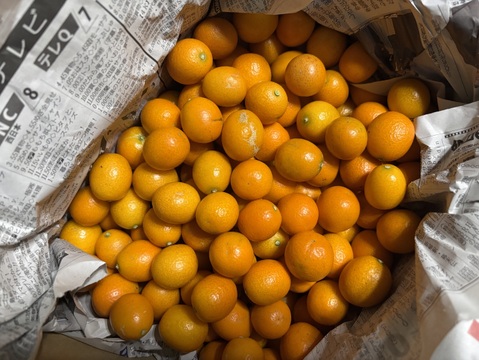 加工用【訳あり】自然のままのきんかん１.５ｋｇ　金柑