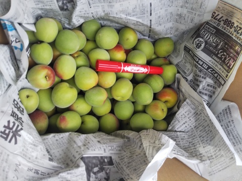 南高梅 和歌山県橋本市産 大玉3Lサイズ  4ｋｇ【送料無料】