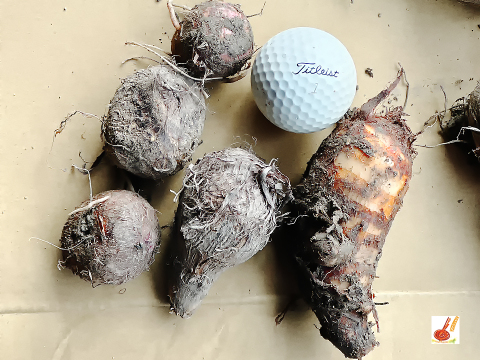 皮ごと茹でて✨美味しい ✨小ぶりな里芋1kg(セレベス:赤目芋)｜農家直送✅｜家庭用🎁❗️