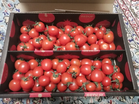 【特別栽培農産物の取得】ソムリエミニトマト　ダイヤ１kg（６０玉～９０玉）