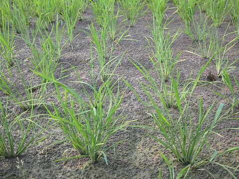 新潟県ブランド米新之助　令和6年産精米5キロ