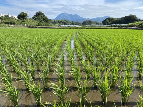 まほろば浪漫🌾ヒノヒカリ (精米5㎏)