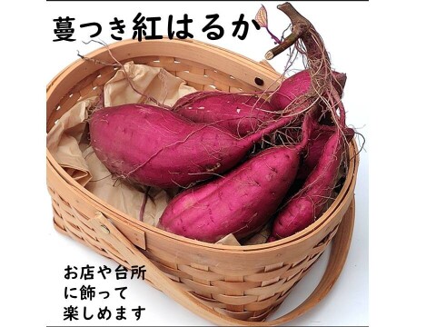 掘りたて　蔓つき紅はるか　飾って楽しみ、甘くなったら焼き芋に　 4.5kg