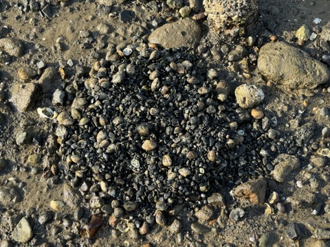 国産あさり（アサリ）1kg 生まれも育ちも『鹿児島県産！天然養殖アサリ』