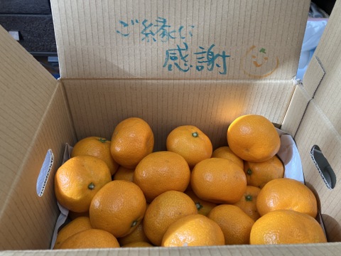 【おひとり様にオススメ】S~Mサイズ2kg とみ子ばぁばの宮川早生みかん　＜有田産>【朝市限定】