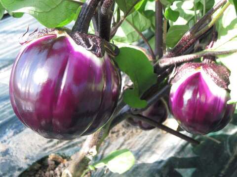 スーパーでは手に入らない野菜セット