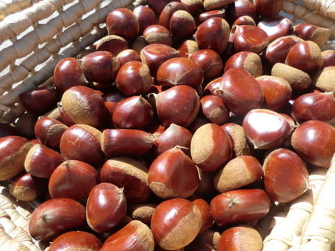 【氷温貯蔵で甘い 大粒セット】自然栽培の筑波栗と利平栗の大粒セット900g