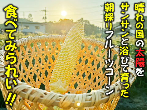 晴れの国岡山県産！メロンより甘い！朝採れフルーツコーン（とうもろこし）10本【6月下旬から発送予定、なくなり次第終了】