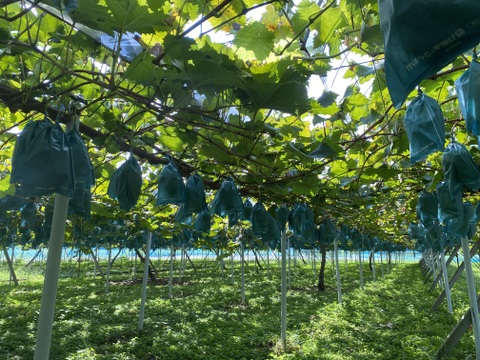 【夏ギフト】　エメラルドグリーンの輝き！矢掛町産シャインマスカット一房箱（約700g）