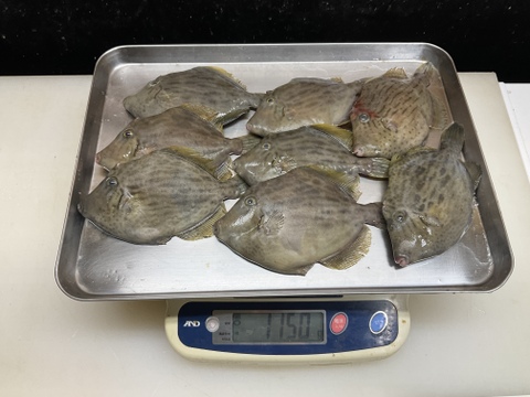 【肝がバターのようだ】本カワハギ/中サイズ/1kg前後/970~1150g/【生】