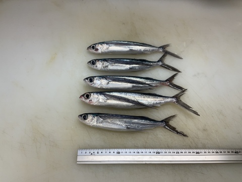 【もっちり旨味】トビウオ/アゴ/角あご/5匹/900～1000ｇ【生】【生食可】