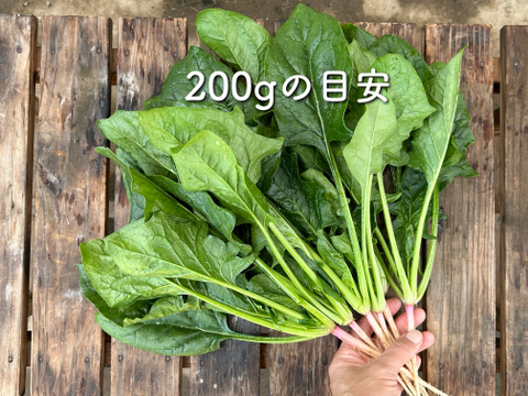 2kg｜信州産｜アクがない根付きほうれん草