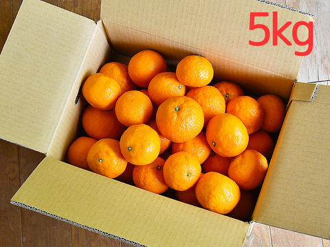 コクのある味わい　カラマンダリン【贈答用(特選品)】[5kg]　326-1