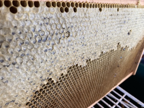 2025年6号のハチミツさん 160g