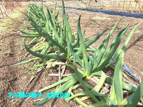 【里芋＆ネギセット商品】【自然栽培】　里芋（土垂）２kg　＋【農薬・化学肥料不使用】　坊主知らずネギ　１ｋｇ