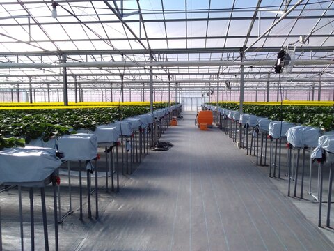 よつぼし☆小粒4kg