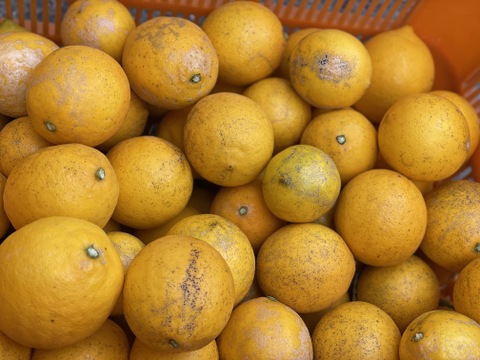 マイヤーレモン3kg