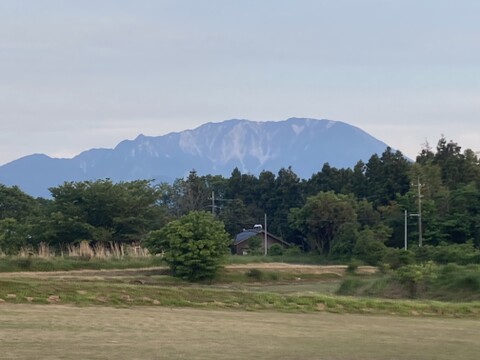 しっとり甘〜い！大山育ちの紅はるか5キロ