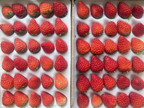 【先行予約！今だけ限定価格！ケーキデコサイズ！】いちご本来の甘酸っぱさが味わえる紅ほっぺ　Mサイズ（60粒）600～700ｇ【お年始】【お歳暮】【冬ギフト】