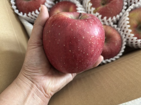 【販売中！人気商品】青森県産りんご「サンふじ」家庭用 キズ有 約3kg 【美味・光センサー選果済】