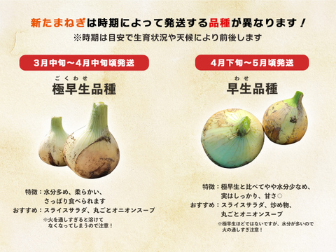 淡路島産新たまねぎ 10kg 早生七宝 兵庫県認証食品