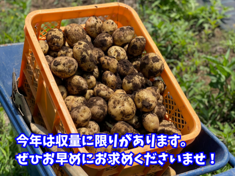 【健康至高】深い自然の甘みが際立つ！新じゃがいも「キタアカリ」10kg