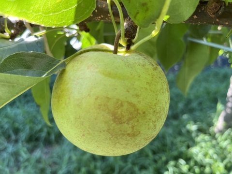 まだら模様は甘さの証🌏　千葉県産【秋麗】3㎏『8～9玉入』　市川のなし・フルーツキャップ個装