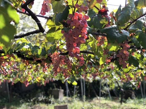 🥂白ワイン《至高の深み》少数限定　山梨県勝沼産　自家栽培樹齢60年古樹甲州白ワイン　アヤマセラシオンペリキューレトロワジョー　お酒