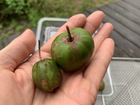 濃厚！甘酸っぱ～い『ベビーキウイ』家庭用 140g