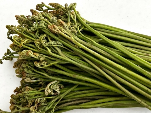 【天然】くせになる食感！やみつき！標高1000ｍのわらび お試しサイズ 重曹つき(500ｇ)新潟県妙高市産