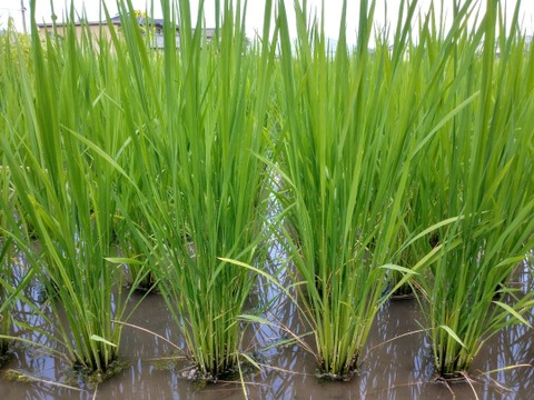 令和3年産新米5㎏( 自然栽培機械乾燥)