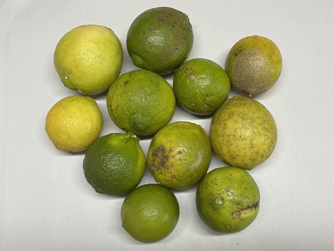 ＜訳アリ＞『広島県産ライム 2kg（28個前後）』栽培期間中農薬不使用