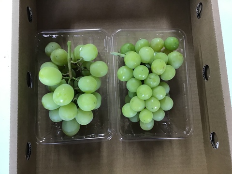 訳ありシャインマスカット　1.2k