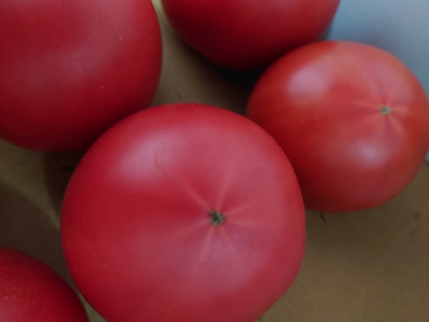 普通なんて呼ばせない！旨みたっぷり大玉トマト 2kg