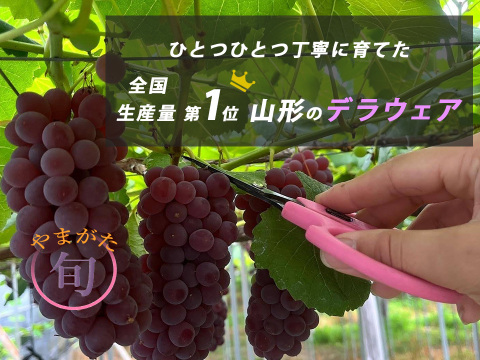 【山形】ジューシー！深い甘味！ 王道デラウェア 2kg(12～16房）贈答用 ギフト ご家庭用 お子様にも喜ばれます♪  ◎常温便◎