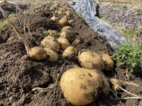 兵庫県産 掘りたて新ジャガイモ ニシユタカ10キロ：兵庫県産の